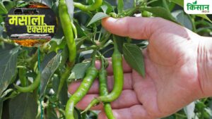मिर्च की खेती में छुपा है सफलता का मंत्र, जमीन से लेकर जेब खर्च तक जानें पूरा गणित