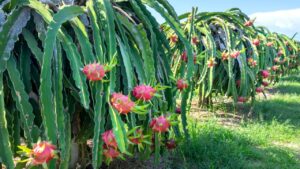 Commercial Crops: मक्खनफल की खेती का रुझान बढ़ा, किसानों को भा रहीं एवोकाडो और हाईब्रिड आम की किस्में