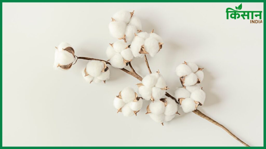 Cotton Import Duty