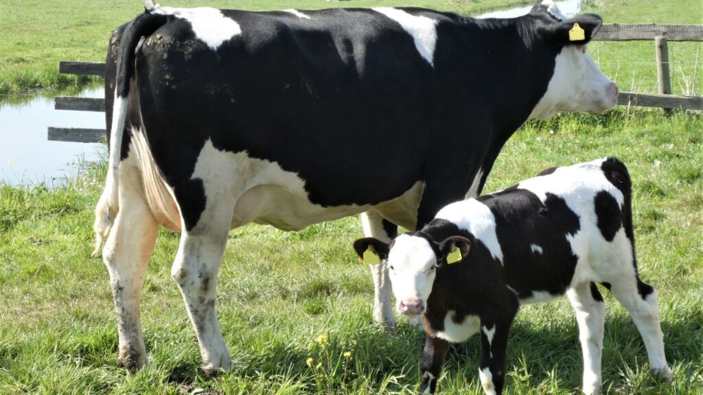 गर्भवती पशुओं के शरीर में कई हार्मोनल परिवर्तन होते हैं. इन बदलावों की वजह से दूध की क्वालिटी और उसकी संरचना में अंतर आ सकता है. यही वजह है कि गर्भवती महिलाओं और छोटे बच्चों के लिए इस दूध का सेवन कभी-कभी हानिकारक भी साबित हो सकता है.