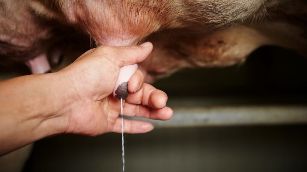 गर्भावस्था के दौरान गाय और भैंस का दूध प्रोटीन, विटामिन, मिनरल्स और आवश्यक फैटी एसिड से भरपूर होता है. इसमें मौजूद एंटीबॉडीज शरीर की रोग प्रतिरोधक क्षमता को मजबूत बनाते हैं, जिससे दूध सामान्य रूप से सेहत के लिए लाभकारी माना जाता है.