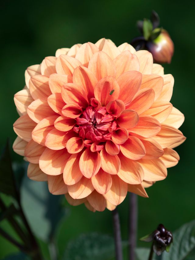 गमले में डहेलिया उगाना है आसान, बस फॉलो करें ये टिप्स