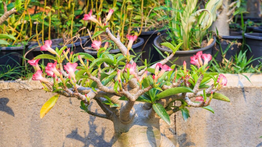 Desert Rose (डेजर्ट रोज): बोनसाई में फूलों की खूबसूरती लानी हो तो डेजर्ट रोज बेहतरीन विकल्प है. इसे ज्यादा पानी या केयर की जरूरत नहीं होती. हफ्ते में एक बार पानी देना ही काफी है. Desert Rose (डेजर्ट रोज): बोनसाई में फूलों की खूबसूरती लानी हो तो डेजर्ट रोज बेहतरीन विकल्प है. इसे ज्यादा पानी या केयर की जरूरत नहीं होती. हफ्ते में एक बार पानी देना ही काफी है.