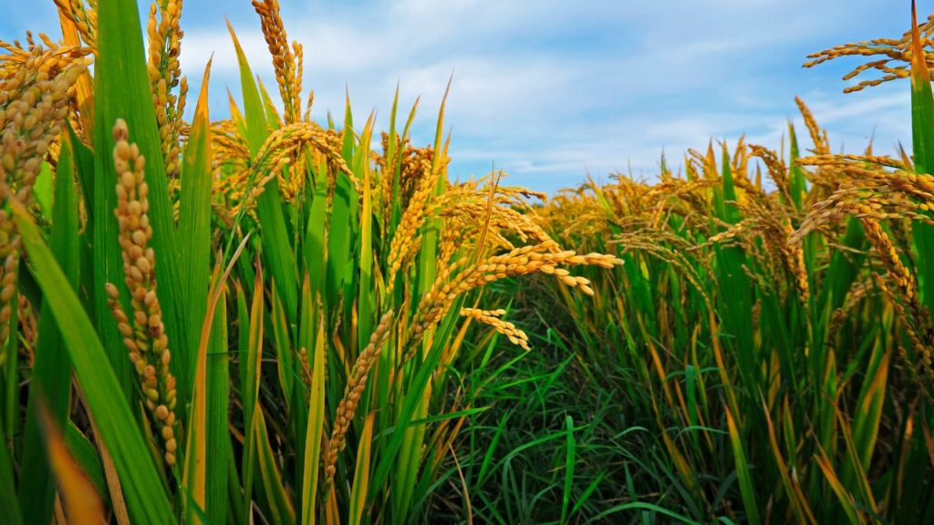 गर्म और उमस भरे मौसम में इस रोग का फैलाव तेज होता है, क्योंकि ऐसी स्थिति में पौधों की जड़ों पर संक्रमण तेजी से बढ़ता है, इसलिए मौसम के अनुसार खेत की देखभाल और सावधानी बरतनी चाहिए. गर्म और उमस भरे मौसम में इस रोग का फैलाव तेज होता है, क्योंकि ऐसी स्थिति में पौधों की जड़ों पर संक्रमण तेजी से बढ़ता है, इसलिए मौसम के अनुसार खेत की देखभाल और सावधानी बरतनी चाहिए.