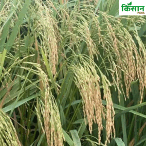 High Quality Paddy Variety