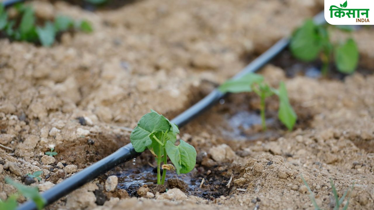 Efficient Water Management Key To Sustainable Agriculture Says Raj Bhushan Choudhary At Rpcau Kisan Mela Bihar