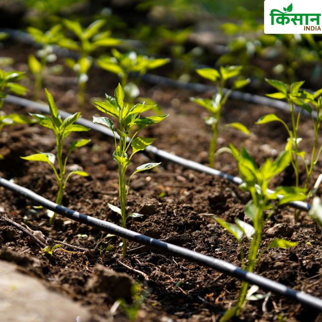 Irrigation Method