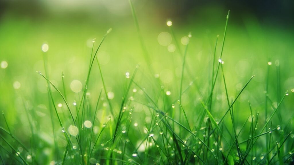 अंकुरित होने के बाद पौधे को 18–24°C तापमान और फुल सनलाइट में रखना चाहिए. रोजाना पानी देने से पौधा स्वस्थ और हरा-भरा रहता है.