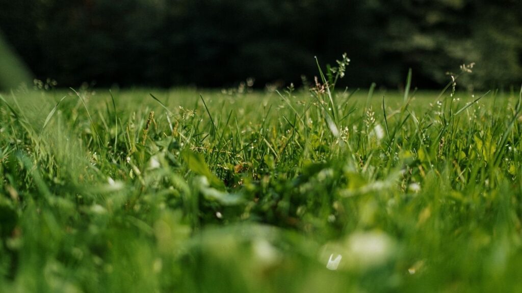 दूर्वा घास को मैदान से कटिंग लाकर गमले में लगाना सबसे आसान तरीका है. इसे बीज से भी उगाया जा सकता है, जो अंकुरित होने में 7–21 दिन का समय लेता है.