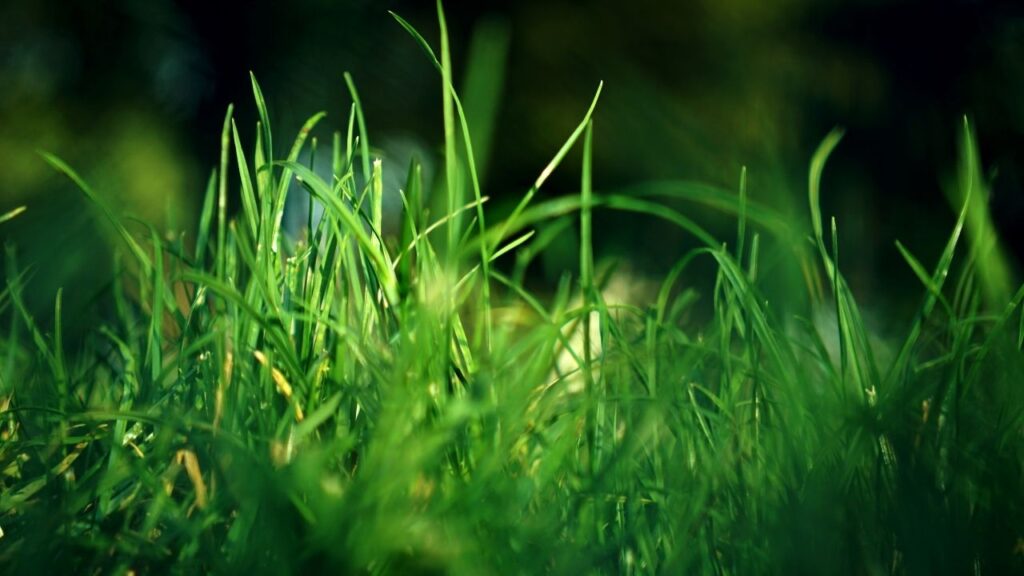 दूर्वा की पत्तियां जितनी हरी और घनी होंगी, घर में उतनी ही खुशहाली, समृद्धि और तरक्की आती है. ये पौधा गणेशजी की भूख शांत करने के साथ घर की ऊर्जा भी बढ़ाता है.