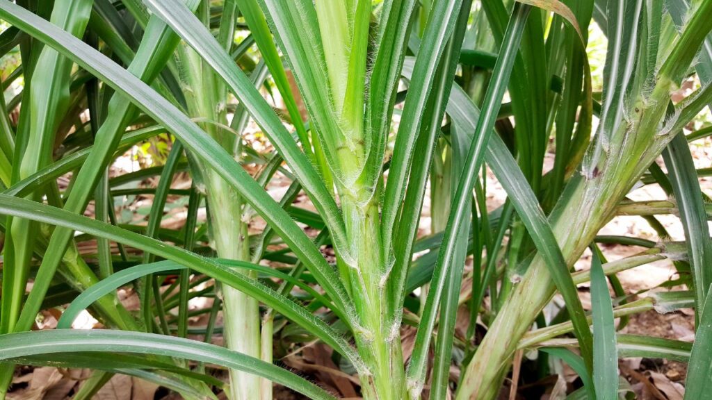 कम लागत, बारहमासी उपज और तेज बढ़ोतरी की वजह से नेपियर घास हर मौसम में हरा और पौष्टिक चारा उपलब्ध कराती है, जिससे पशुपालक हमेशा संतुष्ट रहते हैं. कम लागत, बारहमासी उपज और तेज बढ़ोतरी की वजह से नेपियर घास हर मौसम में हरा और पौष्टिक चारा उपलब्ध कराती है, जिससे पशुपालक हमेशा संतुष्ट रहते हैं.