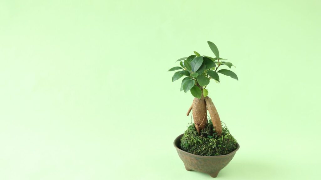 Ficus Microcarpa (फाइकस माइक्रोकार्पा): यह पौधा बोनसाई की दुनिया में बेहद लोकप्रिय है. इसकी खास बात है इसकी हवाई जड़ें जो इसकी खूबसूरती को और बढ़ा देती हैं. इसे घर या ऑफिस कहीं भी रखा जा सकता है.
Ficus Microcarpa (फाइकस माइक्रोकार्पा): यह पौधा बोनसाई की दुनिया में बेहद लोकप्रिय है. इसकी खास बात है इसकी हवाई जड़ें जो इसकी खूबसूरती को और बढ़ा देती हैं. इसे घर या ऑफिस कहीं भी रखा जा सकता है.