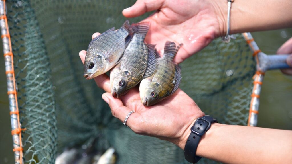 India Notifies New Deep-Sea Fishing Rules to Empower Fishermen, Boost Exports, and Protect Marine Ecosystem