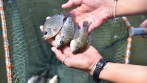 भारत में गहरे समुद्र में मछली पकड़ने के नए नियम लागू, मछुआरों और तटीय राज्यों पर होगा ये असर