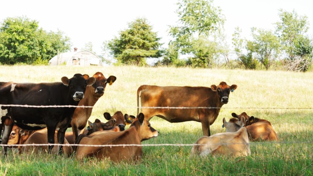 मनरेगा से पशु शेड की सहायता पाने के लिए सबसे जरूरी है कि आपके पास मनरेगा जॉब कार्ड हो और आपके पास कम से कम एक पशु हो. इसके अलावा प्रधानमंत्री आवास योजना, BPL कार्ड या अंत्योदय योजना से जुड़े लोगों को इस योजना में प्राथमिकता दी जाती है. मनरेगा से पशु शेड की सहायता पाने के लिए सबसे जरूरी है कि आपके पास मनरेगा जॉब कार्ड हो और आपके पास कम से कम एक पशु हो. इसके अलावा प्रधानमंत्री आवास योजना, BPL कार्ड या अंत्योदय योजना से जुड़े लोगों को इस योजना में प्राथमिकता दी जाती है.