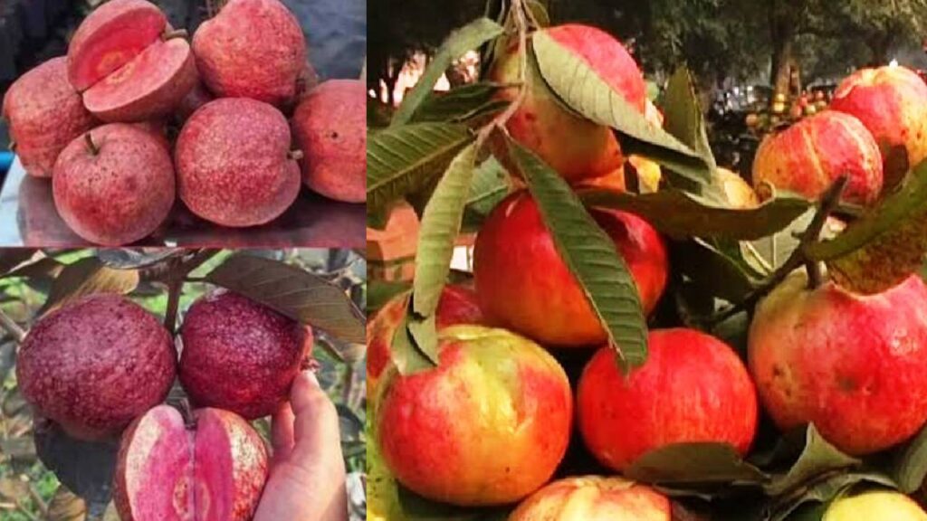 Surkha Guava of Prayagraj: Sweet Red Treasure Boosting Farmers’ Income
