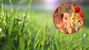 इस गणेश चतुर्थी घर में लगाएं बप्पा को चढ़ाई जाने वाली दूर्वा, यहां जानें आसान तरीका