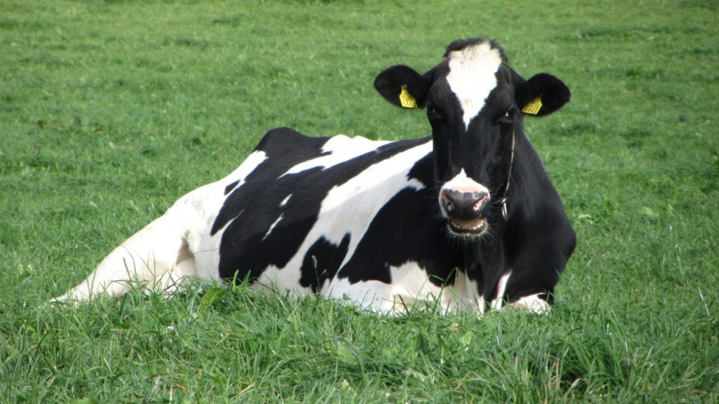 गर्भवती पशुओं के आहार में रोज़ 50 ग्राम नमक मिलाना जरूरी है, क्योंकि यह इलेक्ट्रोलाइट संतुलन बनाए रखने और पाचन सुधारने में मदद करता है. गर्भवती पशुओं के आहार में रोज़ 50 ग्राम नमक मिलाना जरूरी है, क्योंकि यह इलेक्ट्रोलाइट संतुलन बनाए रखने और पाचन सुधारने में मदद करता है.