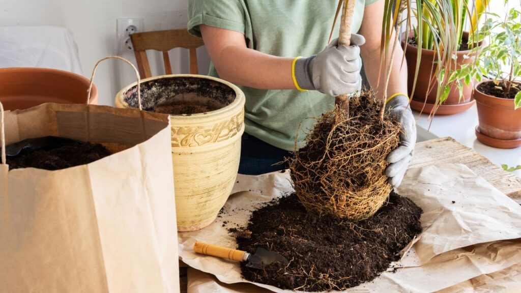 केला, संतरा, सेब या अनार के छिलके जब आप सुखाकर मिट्टी में मिलाते हैं, तो ये पौधों को विटामिन और मिनरल्स देने का काम करते हैं. इससे पौधे हरे-भरे रहते हैं और उनकी पत्तियों में चमक भी आती है.