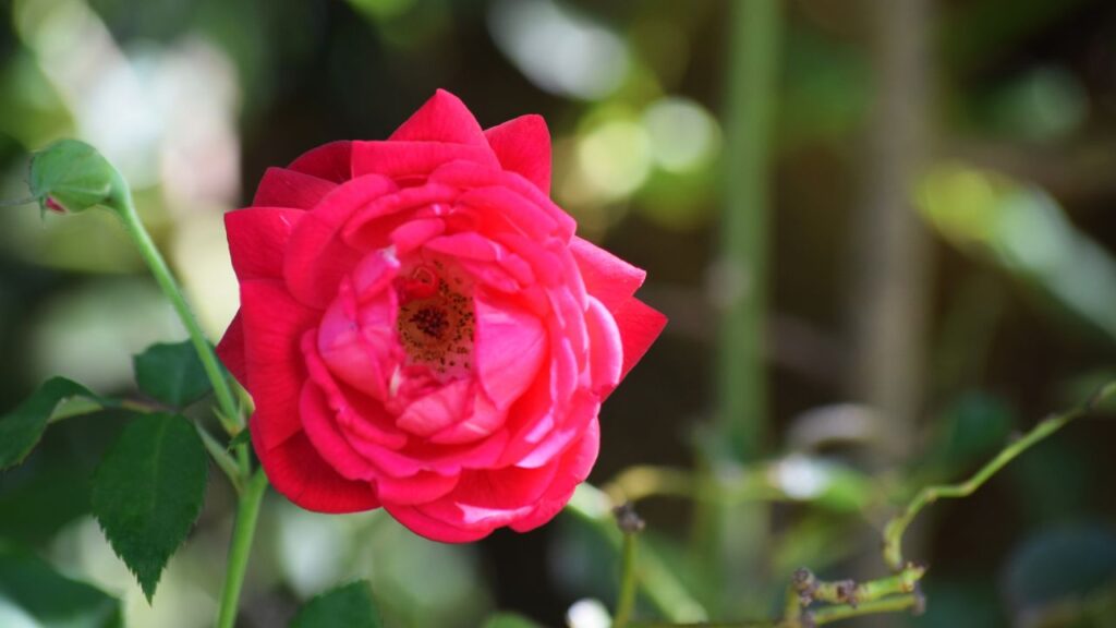 गुलाब के पौधे को नियमित और नियंत्रित मात्रा में पानी और धूप की आवश्यकता होती है. मॉनसून के दौरान ज्यादा बारिश से पौधे को नुकसान हो सकता है क्योंकि यह ज्यादा नमी बर्दाश्त नहीं कर पाता. इसलिए बारिश में संतुलन बनाना बहुत जरूरी होता है. गुलाब के पौधे को नियमित और नियंत्रित मात्रा में पानी और धूप की आवश्यकता होती है. मॉनसून के दौरान ज्यादा बारिश से पौधे को नुकसान हो सकता है क्योंकि यह ज्यादा नमी बर्दाश्त नहीं कर पाता. इसलिए बारिश में संतुलन बनाना बहुत जरूरी होता है.