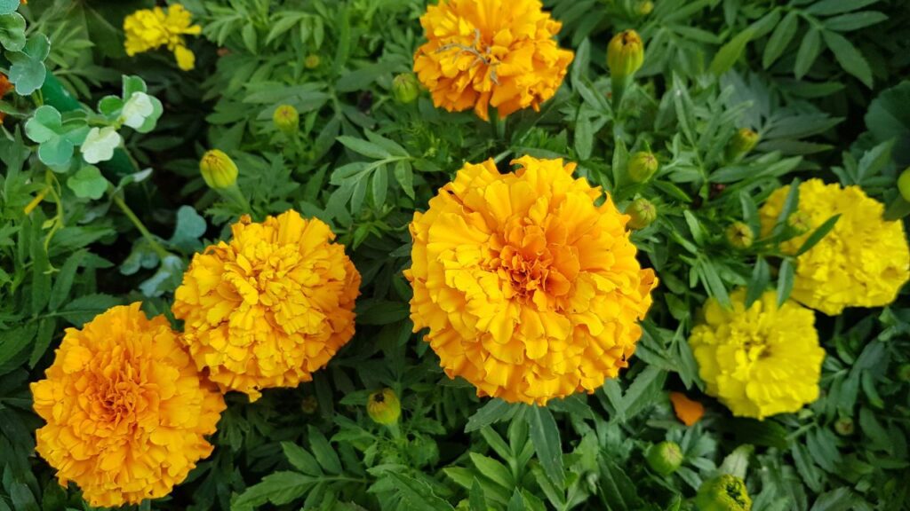 गेंदा की अच्छी ग्रोथ के लिए मिट्टी का चुनाव बेहद जरूरी है. इसके लिए भुरभुरी मिट्टी का इस्तेमाल करें, जो पौधे को सांस लेने में मदद करती है. मिट्टी में गोबर की खाद और रेत मिलाने से पौधे को पोषण मिलता है और यह मिट्टी को हल्का बनाती है. 