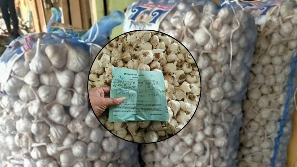 Garlic price decreased