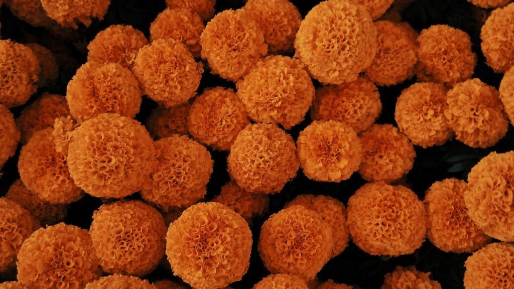 गेंदा को लगाने के दो आसान तरीके हैं, पहला नर्सरी से पौधा खरीदना और दूसरा बीज से उगाना. नर्सरी से पौधा लेना आसान है और जल्दी फूल देता है. वहीं बीज से उगाना थोड़ा समय लेता है लेकिन इससे पौधा और मजबूत बनता है. 