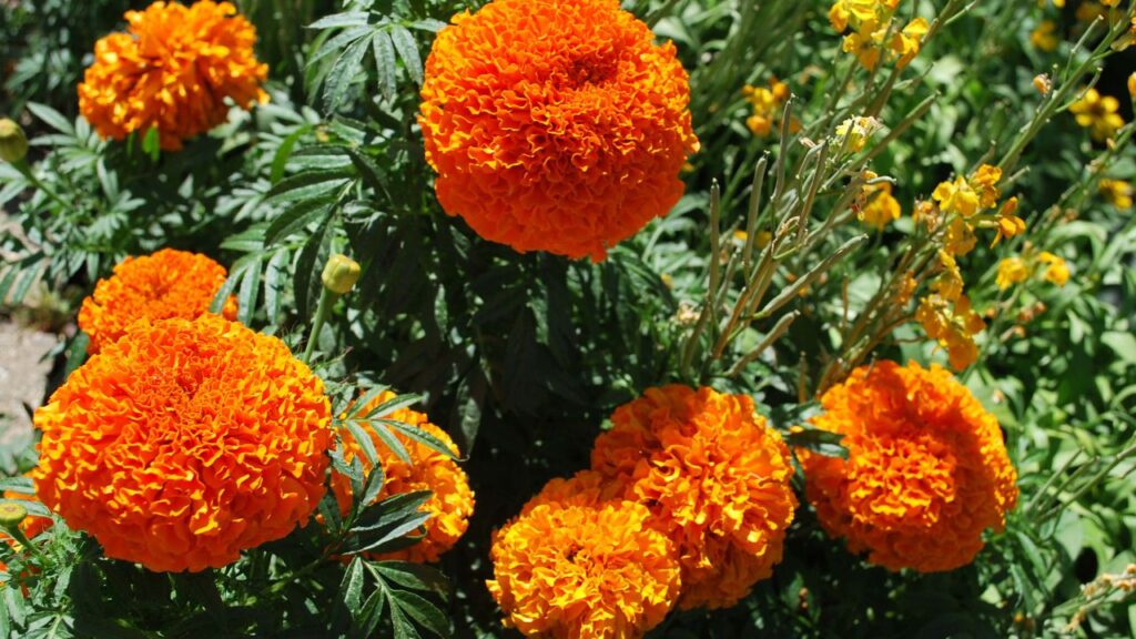 गेंदा की ग्रोथ और फूलों की खूबसूरती बढ़ाने के लिए समय-समय पर खाद डालना जरूरी है. जैविक खाद जैसे गोबर की खाद सबसे अच्छा विकल्प है. इससे पौधे की पत्तियां हरी-भरी रहती हैं और फूल बड़े और ज्यादा खिलते हैं. 