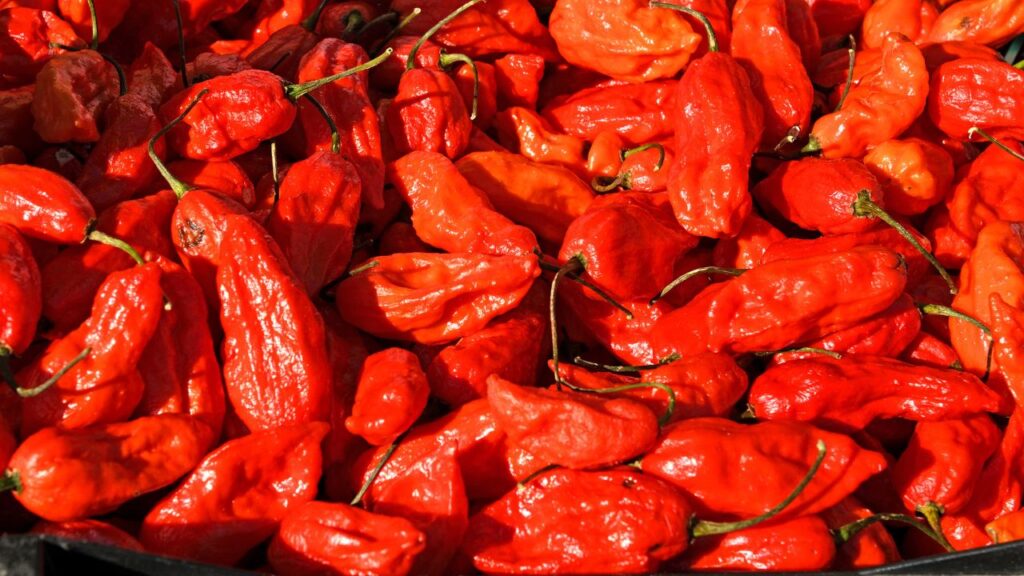 भारत के असम, मणिपुर और अरुणाचल प्रदेश में उगाई जाने वाली भूत जोलोकिया कभी दुनिया की सबसे तीखी मिर्च मानी जाती थी. यह मिर्च अपने तीखेपन और विशिष्ट रंग के कारण अंतरराष्ट्रीय स्तर पर भी मशहूर है. इसे लाल नागा, नागा जोलोकिया और यू-मोरोक के नाम से भी जाना जाता है. भारत के असम, मणिपुर और अरुणाचल प्रदेश में उगाई जाने वाली भूत जोलोकिया कभी दुनिया की सबसे तीखी मिर्च मानी जाती थी. यह मिर्च अपने तीखेपन और विशिष्ट रंग के कारण अंतरराष्ट्रीय स्तर पर भी मशहूर है. इसे लाल नागा, नागा जोलोकिया और यू-मोरोक के नाम से भी जाना जाता है.