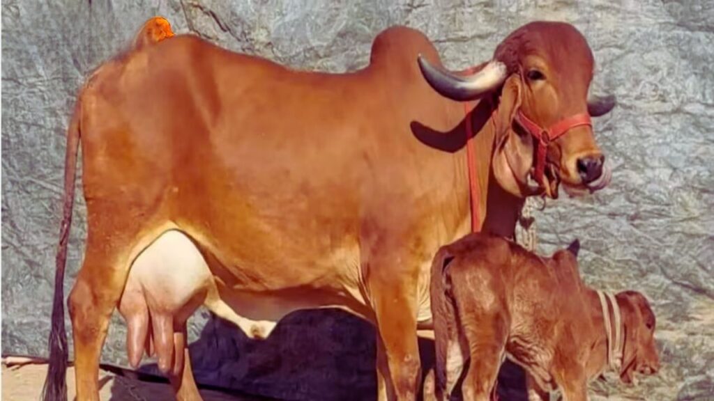 गिर गाय: देसी नस्ल की यह गाय अपनी अधिक दूध देने की क्षमता के लिए प्रसिद्ध है. यह रोजाना लगभग 10 से 12 लीटर तक दूध देती है, जो स्वाद और पोषण दोनों में बेहतरीन माना जाता है. गिर गाय: देसी नस्ल की यह गाय अपनी अधिक दूध देने की क्षमता के लिए प्रसिद्ध है. यह रोजाना लगभग 10 से 12 लीटर तक दूध देती है, जो स्वाद और पोषण दोनों में बेहतरीन माना जाता है.