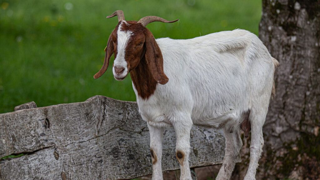 मथुरा स्थित केंद्रीय बकरी अनुसंधान संस्थान (CIRG) ने किसानों के लिए राहत दी है. इस संस्थान ने बकरी के दूध को पाउडर में बदलने की तकनीक विकसित की है, जिससे दूध को लंबे समय तक सुरक्षित रखा जा सकता है.