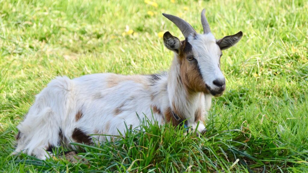 CIRG सिर्फ तकनीक ही नहीं बल्कि किसानों को दूध पाउडर बनाने की ट्रेनिंग भी देता है. इससे छोटे और मध्यम स्तर के बकरी पालक भी इस प्रक्रिया से फायदा उठा सकते हैं.