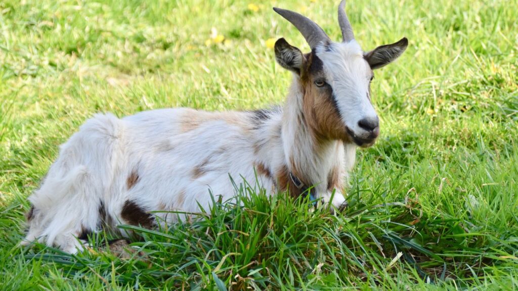 अगर बकरियों को लंबे समय तक एक ही जगह पर चरने दिया जाए तो वहां की घास जल्दी खत्म हो सकती है और पौष्टिकता कम हो सकती है, जिससे उनकी सेहत खराब होने का खतरा बढ़ जाता है. इसलिए बकरियों को चरने के लिए जगह बदलते रहना चाहिए.