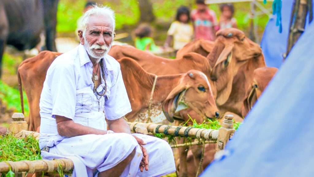 उत्तर प्रदेश सरकार की मिनी नंदिनी कृषक समृद्धि योजना के तहत देसी नस्ल की गायों की डेयरी खोलने पर किसानों को बड़ी राहत मिलेगी. सरकार 23.60 लाख रुपये की परियोजना लागत पर 50% यानी अधिकतम 11.80 लाख रुपये का अनुदान देगी. यह अनुदान किसानों को दो चरणों में दिया जाएगा.