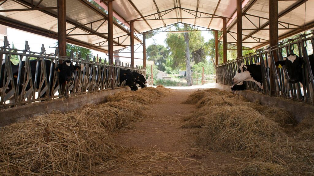 फॉर्म के साथ कुछ जरूरी दस्तावेज भी जोड़ने होते हैं, जैसे जॉब कार्ड की कॉपी, आधार कार्ड, पशुओं की फोटो या स्वास्थ्य प्रमाण और जमीन के कागज (स्वामित्व या किराए की रसीद). इन सभी दस्तावेज़ों से यह पुष्टि होती है कि आप वास्तव में योजना के पात्र हैं. फॉर्म के साथ कुछ जरूरी दस्तावेज भी जोड़ने होते हैं, जैसे जॉब कार्ड की कॉपी, आधार कार्ड, पशुओं की फोटो या स्वास्थ्य प्रमाण और जमीन के कागज (स्वामित्व या किराए की रसीद). इन सभी दस्तावेज़ों से यह पुष्टि होती है कि आप वास्तव में योजना के पात्र हैं.