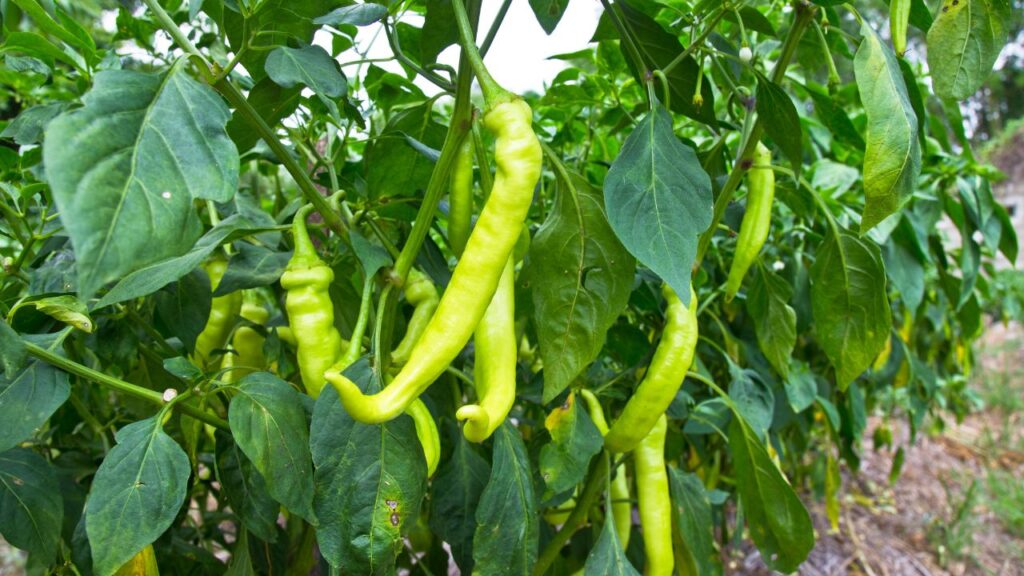Green Chilli Farming