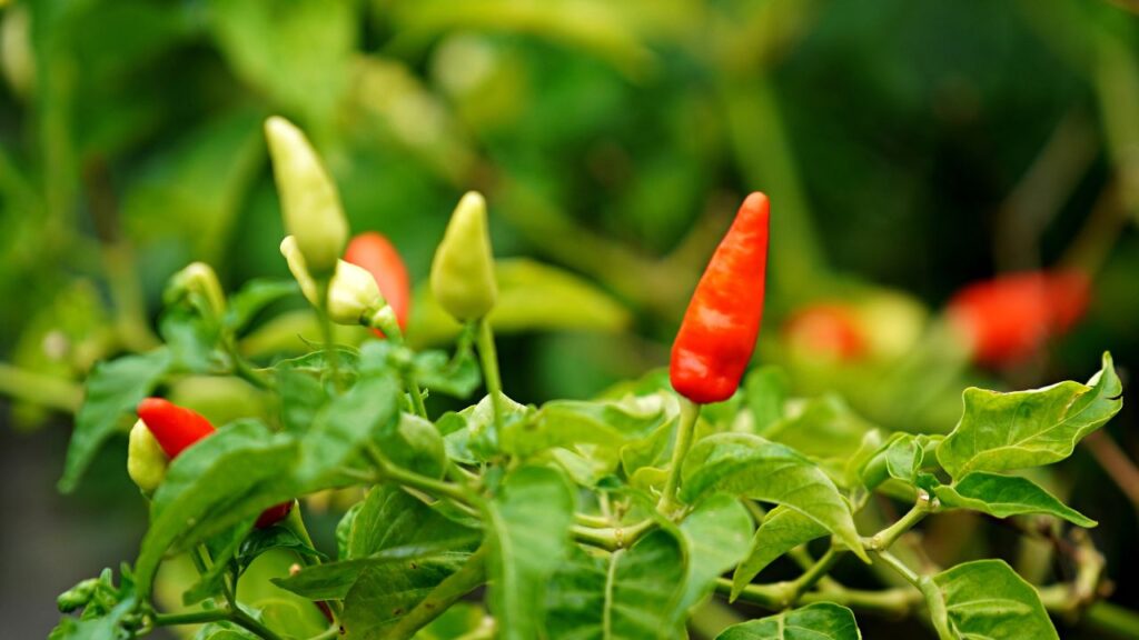 घर की ताजी लाल मिर्च से बीज निकालें, उन्हें छाया में अच्छी तरह सुखा लें. इसके बाद बीजों को 24–48 घंटे पानी में भिगो दें, इससे अंकुरण तेज और बेहतर होता है.