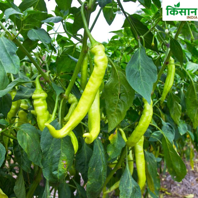 Spices Farming