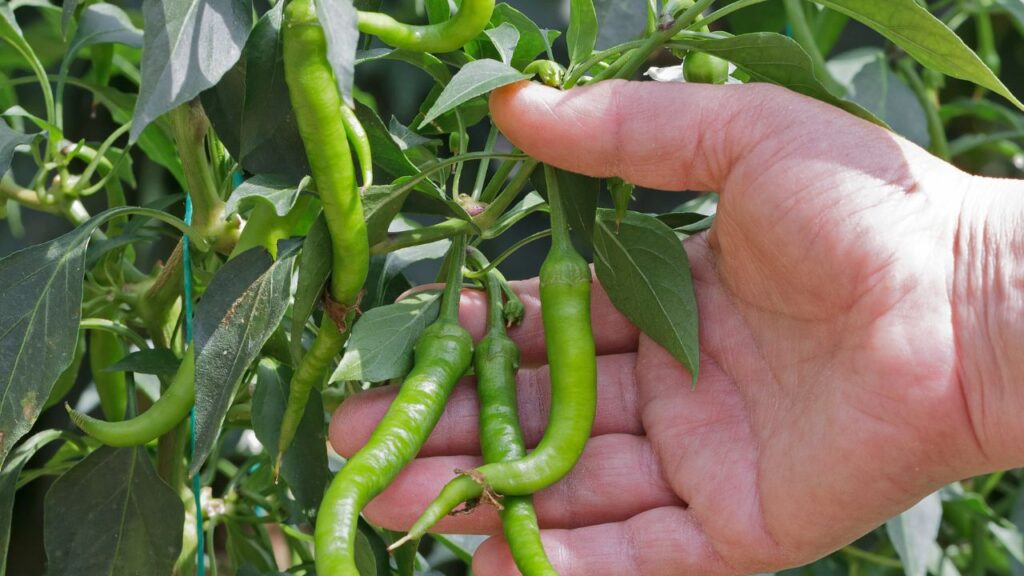 मिर्च के लिए 10–12 इंच गहरा गमला या ग्रो-बैग सबसे अच्छा रहता है. इसमें मिट्टी, रेत और गोबर की खाद का मिश्रण डालें ताकि पौधे को पोषण और ड्रेनेज दोनों मिलें.
