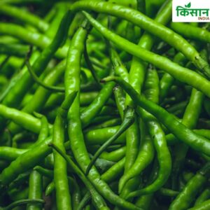 Chilli Farming