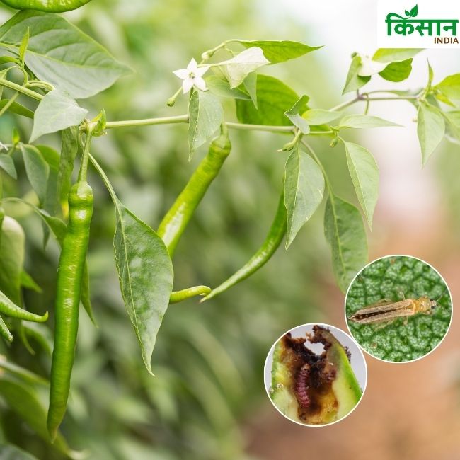 Green Chilli Farming