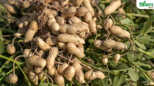 रबी सीजन में करें मूंगफली की इस किस्म की खेती, कई तरह के कीटों से लड़ने में है सक्षम