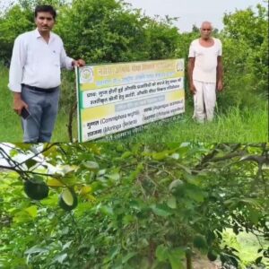 Guggal Farming