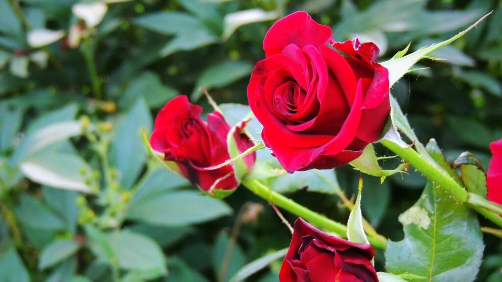 मॉनसून में वातावरण में नमी बढ़ने से गुलाब के पौधे पर फफूंद लग सकती है. यह पत्तियों पर सफेद या भूरे धब्बे के रूप में नजर आती है, जिससे पौधे की पत्तियां कमजोर और गिरने लगती हैं. फफूंद से बचाव के लिए नियमित निगरानी जरूरी है. मॉनसून में वातावरण में नमी बढ़ने से गुलाब के पौधे पर फफूंद लग सकती है. यह पत्तियों पर सफेद या भूरे धब्बे के रूप में नजर आती है, जिससे पौधे की पत्तियां कमजोर और गिरने लगती हैं. फफूंद से बचाव के लिए नियमित निगरानी जरूरी है.