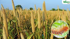 बाजरे की फसल को बर्बाद कर रहा ये खतरनाक कीट, किसान बचाव के लिए कर लें ये उपाय