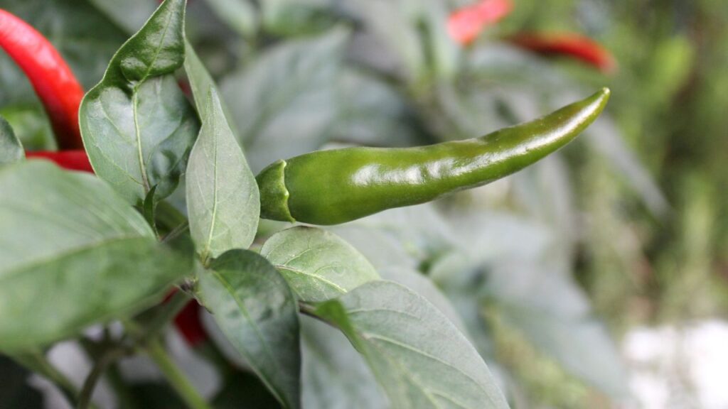 मिट्टी हमेशा हल्की नम रखें लेकिन ध्यान रहे कि पानी जमा न हो. मिर्च के पौधे को ज्यादा पानी पसंद नहीं होता, वरना जड़ें सड़ सकती हैं.
