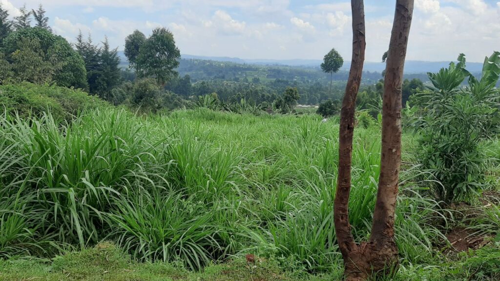 इस घास की देखभाल भी काफी आसान है. इसके लिए आपको गहरी जुताई की जरूरत नहीं होती. कटाई के बाद यह जल्दी हरी-भरी हो जाती है और लगातार चारा प्रदान करती रहती है. इस घास की देखभाल भी काफी आसान है. इसके लिए आपको गहरी जुताई की जरूरत नहीं होती. कटाई के बाद यह जल्दी हरी-भरी हो जाती है और लगातार चारा प्रदान करती रहती है.