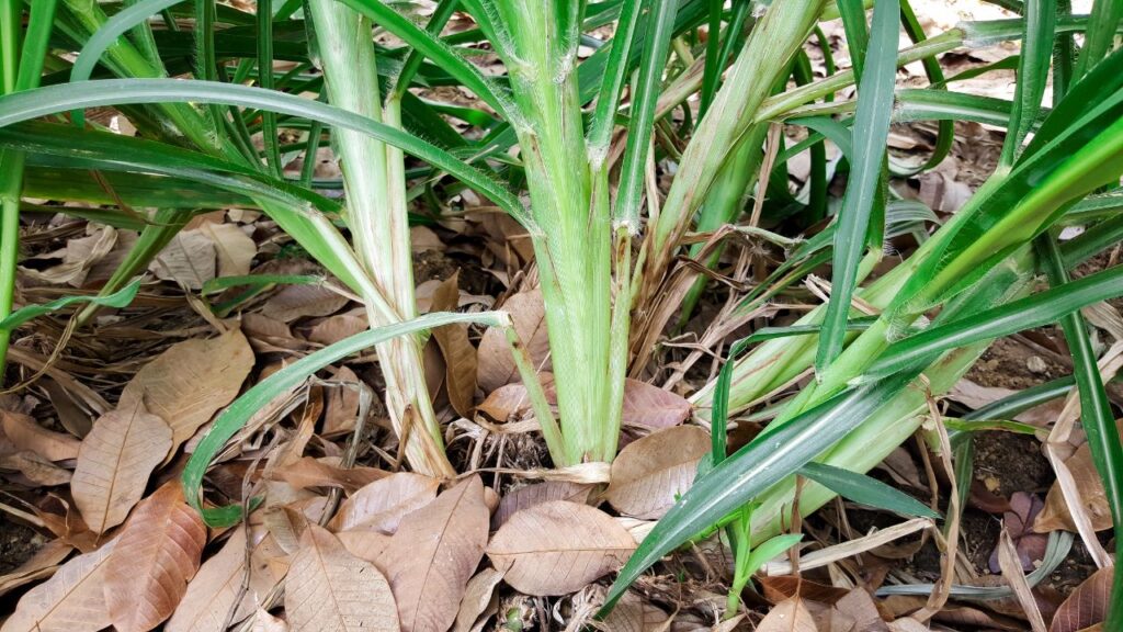 खेती और पशुपालन में संतुलन बनाए रखते हुए यह घास किसानों की आय बढ़ाने और आर्थिक मजबूती देने में मदद करती है. खेती और पशुपालन में संतुलन बनाए रखते हुए यह घास किसानों की आय बढ़ाने और आर्थिक मजबूती देने में मदद करती है.