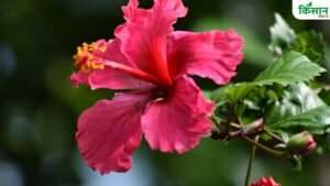 गुड़हल में नहीं आ रही हैं कलियां, इस सफेद पाउडर का करें छिड़काव.. फूलों से लद जाएगा पौधा