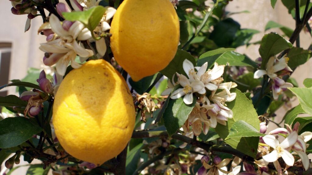 ह्यूमिक एसिड डालने से पहले मिट्टी की गुड़ाई जरूर करें. इससे मिट्टी में ऑक्सीजन जाएगी, कठोर परत टूटेगी और खाद सीधे जड़ों तक पहुंचेगी, जिससे पौधे की ग्रोथ बेहतर होगी. ह्यूमिक एसिड डालने से पहले मिट्टी की गुड़ाई जरूर करें. इससे मिट्टी में ऑक्सीजन जाएगी, कठोर परत टूटेगी और खाद सीधे जड़ों तक पहुंचेगी, जिससे पौधे की ग्रोथ बेहतर होगी.